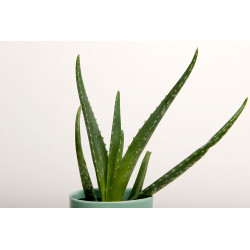 SUPERIOR FONDO 28 Snow 2.75X11